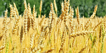 Altai Region’s Wheat Harvest: Quality and Yield Insights from 2024’s Early Results