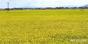 Pioneering Flour Rice: Cheongju’s Push to Replace Imported Wheat