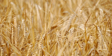 Record-Low Wheat Harvest in the UK Could Threaten Beer and Bread Production