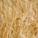 Record-Low Wheat Harvest in the UK Could Threaten Beer and Bread Production