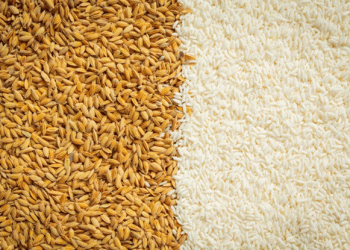 Azerbaijan Expands Agricultural Imports: Russian Wheat and Rice Seeds in Focus