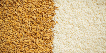 Azerbaijan Expands Agricultural Imports: Russian Wheat and Rice Seeds in Focus