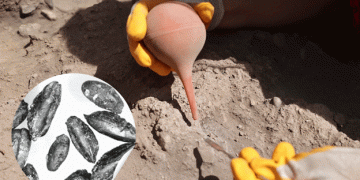 9,000-Year-Old Wheat Varieties Discovered at Türkiye’s Yumuktepe Hoyuk: A Glimpse into Early Agriculture