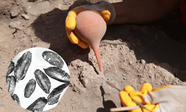 9,000-Year-Old Wheat Varieties Discovered at Türkiye’s Yumuktepe Hoyuk: A Glimpse into Early Agriculture