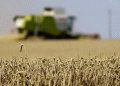The August Surge: Russian Wheat Prices on the Rise Amid Global Challenges
