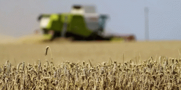 The August Surge: Russian Wheat Prices on the Rise Amid Global Challenges