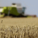 The August Surge: Russian Wheat Prices on the Rise Amid Global Challenges