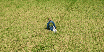 Texas Rice Farmers Face Unprecedented Challenges Amid Drought, Rising Costs, and Land Conversion