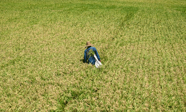Texas Rice Farmers Face Unprecedented Challenges Amid Drought, Rising Costs, and Land Conversion