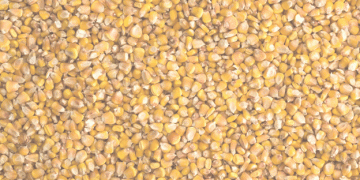 Slow Start for Canadian Corn Imports from the U.S. as Barley Supplies Surge