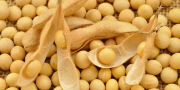 Global Grain Market Shifts: Record Soybean Imports, Intensified Corn and Wheat Bidding Wars