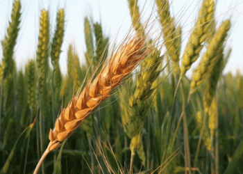 Farmers Brace for Higher Grain Prices Amid Rising Production Costs and Variable Yields