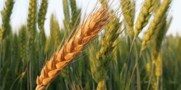 Farmers Brace for Higher Grain Prices Amid Rising Production Costs and Variable Yields