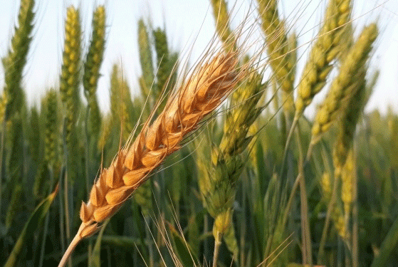 Farmers Brace for Higher Grain Prices Amid Rising Production Costs and Variable Yields