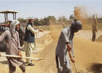 Baghlan Farmers Urge Government to Purchase Rice Instead of Wheat to Prevent Losses