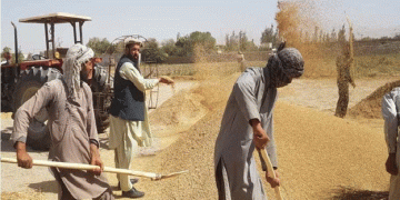 Baghlan Farmers Urge Government to Purchase Rice Instead of Wheat to Prevent Losses