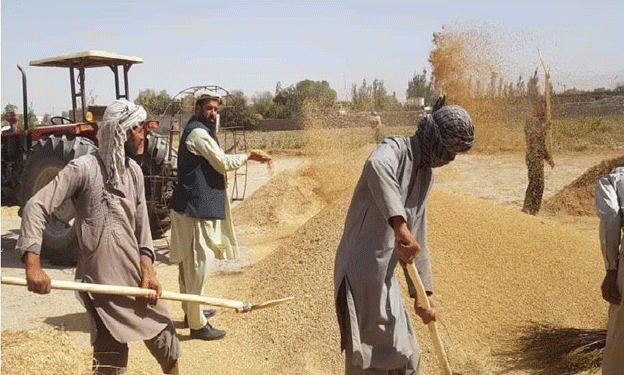 Baghlan Farmers Urge Government to Purchase Rice Instead of Wheat to Prevent Losses