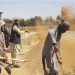 Baghlan Farmers Urge Government to Purchase Rice Instead of Wheat to Prevent Losses