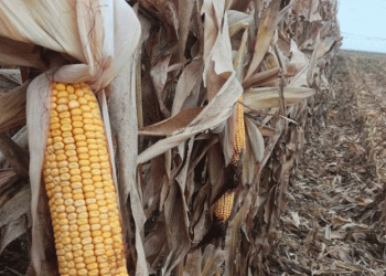 Harvesting Corn in Stavropol: A Key to Russia’s Food Security