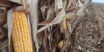 Harvesting Corn in Stavropol: A Key to Russia’s Food Security