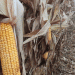 Harvesting Corn in Stavropol: A Key to Russia’s Food Security