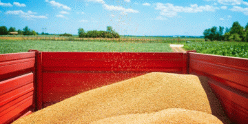 Kubansky Grain Surge: August 2024 Sees 68% Increase in Rail Shipments