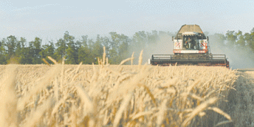 Russia’s Wheat Export Revenue Faces Decline Amid Falling Global Prices and Production Challenges