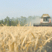 Russia’s Wheat Export Revenue Faces Decline Amid Falling Global Prices and Production Challenges