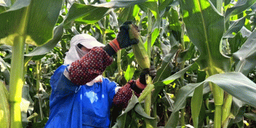 Tumen County’s Sweet Success: The Rise of Fresh Corn as a New Agricultural Powerhouse