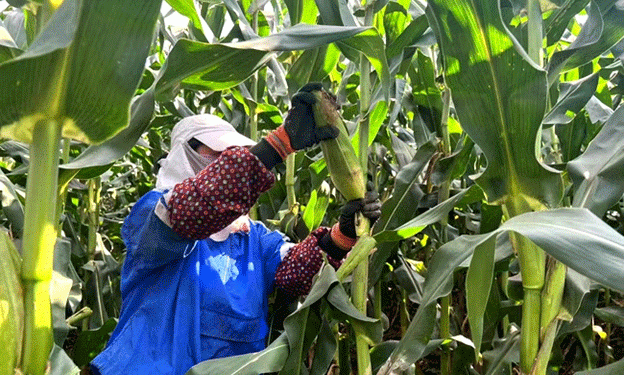 Tumen County’s Sweet Success: The Rise of Fresh Corn as a New Agricultural Powerhouse