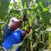 Tumen County’s Sweet Success: The Rise of Fresh Corn as a New Agricultural Powerhouse