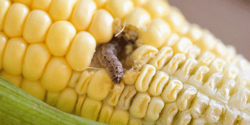 Corn Borer on the Rise: Vigilance and Early Intervention Required in Key Regions