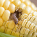 Corn Borer on the Rise: Vigilance and Early Intervention Required in Key Regions