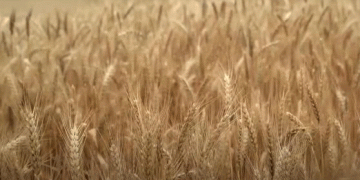 Black Sea Exports Strengthen as Chicago Wheat Prices Drop to One-Week Low