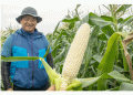 The Rise of “Pure White” Corn: The Sweetest Gem from Hokkaido