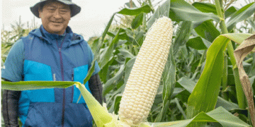 The Rise of “Pure White” Corn: The Sweetest Gem from Hokkaido