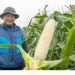 The Rise of “Pure White” Corn: The Sweetest Gem from Hokkaido