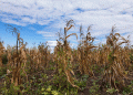 Nigeria’s Corn Production Hits 14-Year Low: Challenges and Opportunities Amidst Regional Food Crises