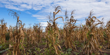 Nigeria’s Corn Production Hits 14-Year Low: Challenges and Opportunities Amidst Regional Food Crises