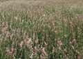The Quality of Annual and Perennial Grasses in the Krasnoyarsk Krai Confirmed