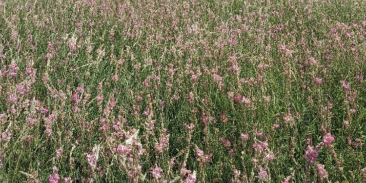 The Quality of Annual and Perennial Grasses in the Krasnoyarsk Krai Confirmed
