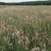 The Quality of Annual and Perennial Grasses in the Krasnoyarsk Krai Confirmed