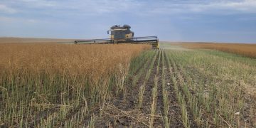 China to Probe Canadian Canola Pricing: Implications for Global Markets