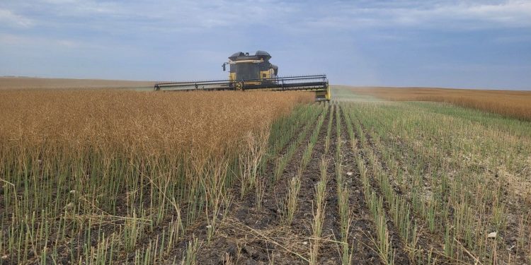 China to Probe Canadian Canola Pricing: Implications for Global Markets