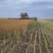 China to Probe Canadian Canola Pricing: Implications for Global Markets