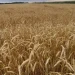 Russian Agricultural Insurance Coverage Reaches 25% of Grain Crops