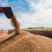 Grain Loading Volume Remains Steady Amid Decline in Overall Freight for 2024