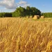 Global Grain Market Update: Wheat Prices Firm While Canola Declines
