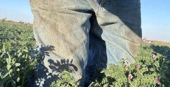 ABARES Revises Chickpea and Lentil Production Estimates Upward for 2024-25