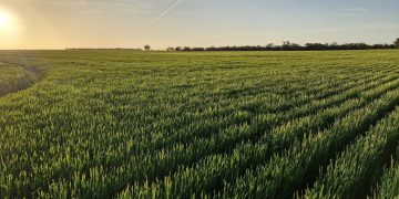 Australian Grain Prices Surge Amidst US Market Bounce and Freight Concerns